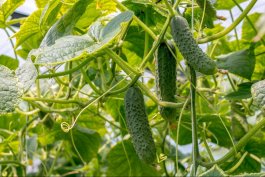 Ashley Cucumbers