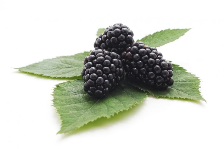Triple Crown blackberries.