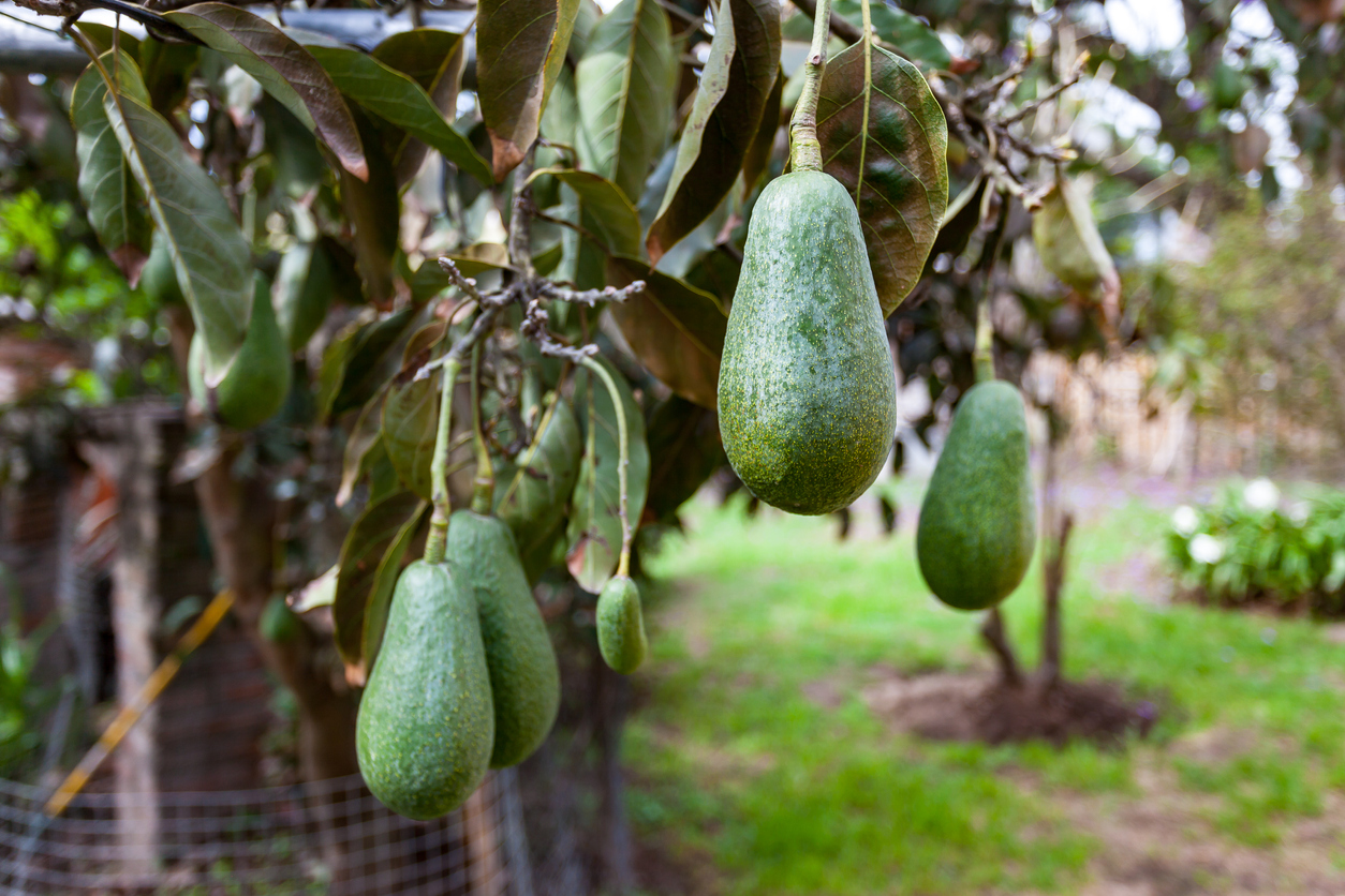 Types Of Avocados Food Gardening Network