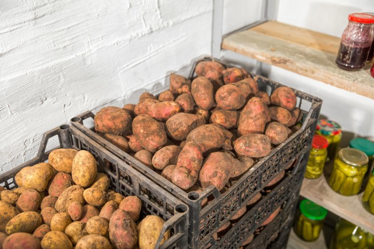Potatoes in storage.