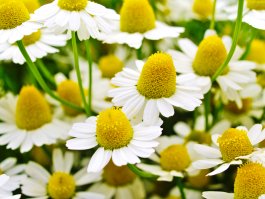 Introduction to Chamomile