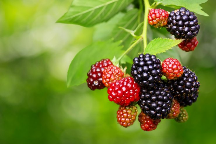 Blackberries on a bush.
