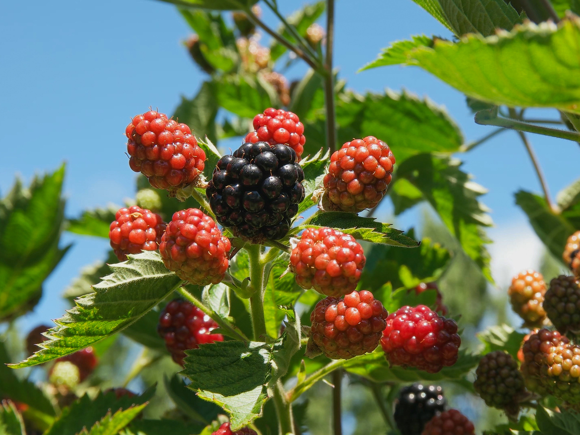 Types of Blackberry Plants Food Gardening Network
