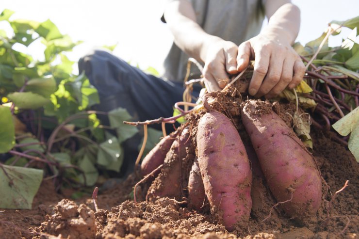 Sweet potato