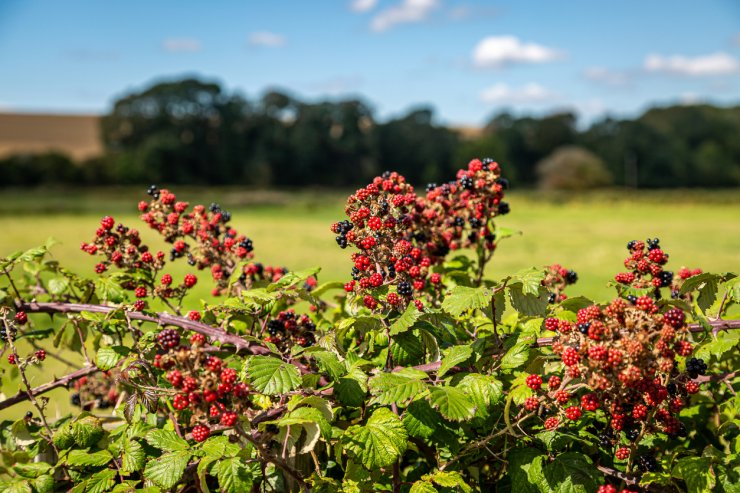 Blackberry bush