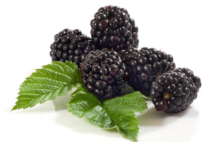 Ouachita blackberries