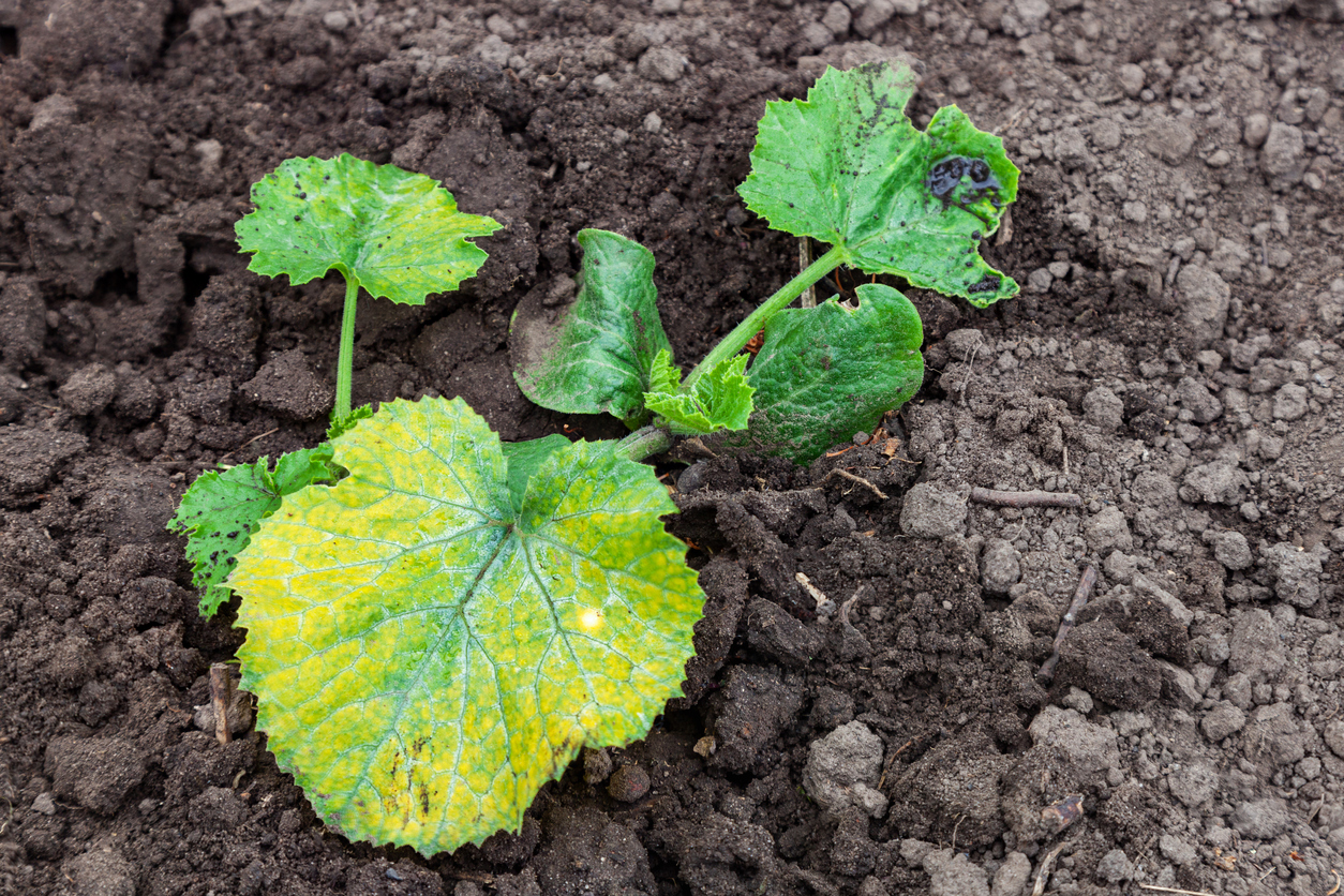 Dealing with Squash Diseases Food Gardening Network