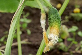 How to Identify, Treat, and Prevent Blossom-End Rot