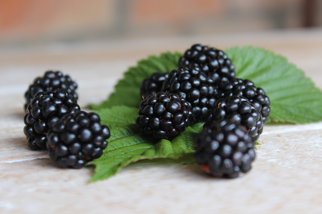 Introduction to Blackberries Food Gardening Network