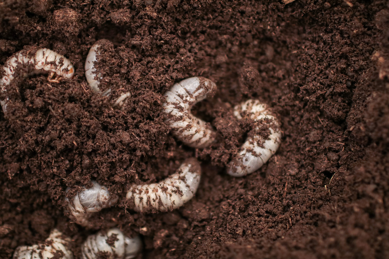 Potato Pests and How to Prevail Over Them Food Gardening Network