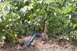 Essential Tools and Equipment for Growing and Enjoying Potatoes