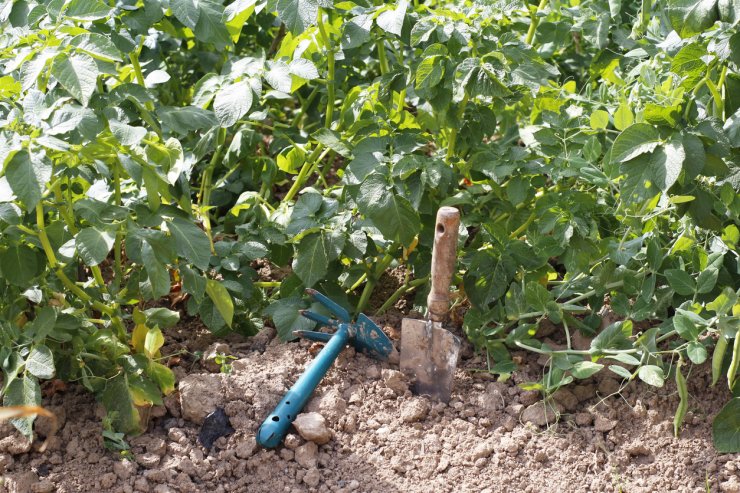 Some of the tools used for gardening potatoes.