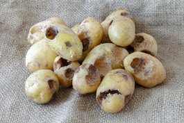 Potato Pests and How to Prevail Over Them