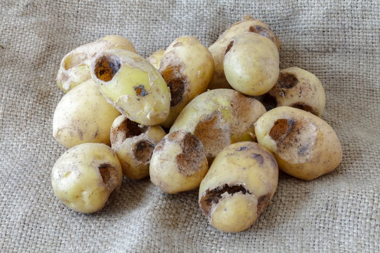Potatoes eaten by pests.