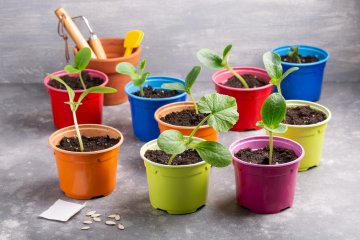 Squash seedlings in small colorful pots, waiting to be replanted.