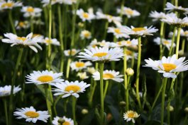 The Right Sunlight for Your Chamomile Plants