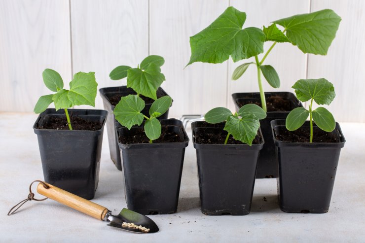 Cucumbers in pots with small spade.