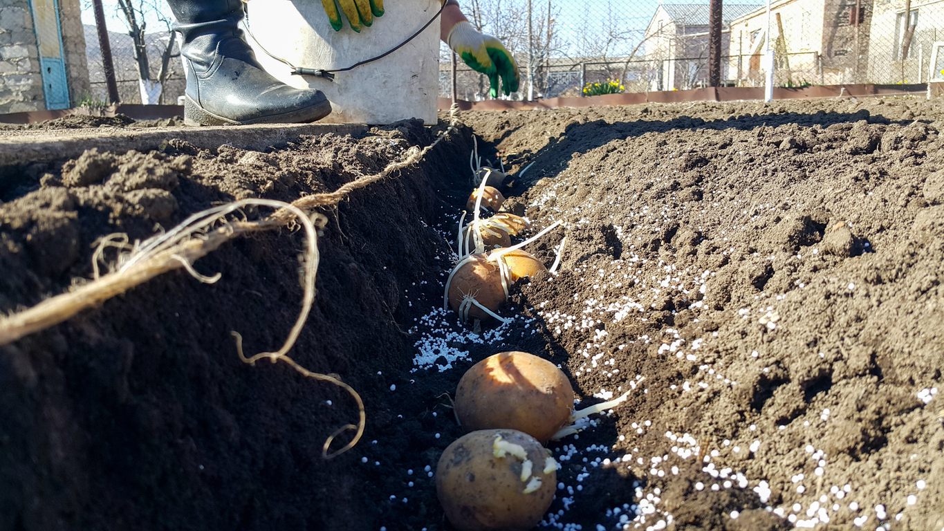 Sun and Soil Requirements for Growing Potatoes Food Gardening Network