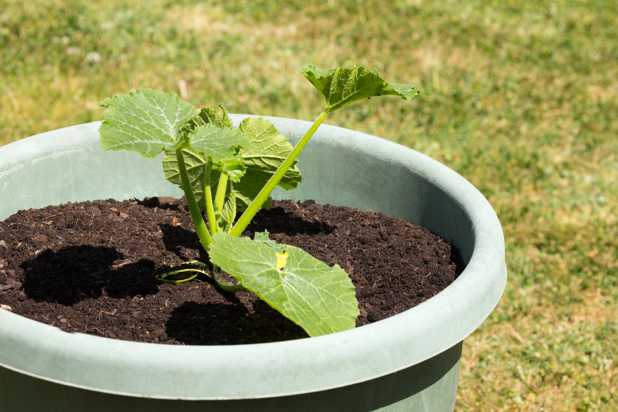 Growing Summer Squash in Open Land, in Containers, or in Raised Beds