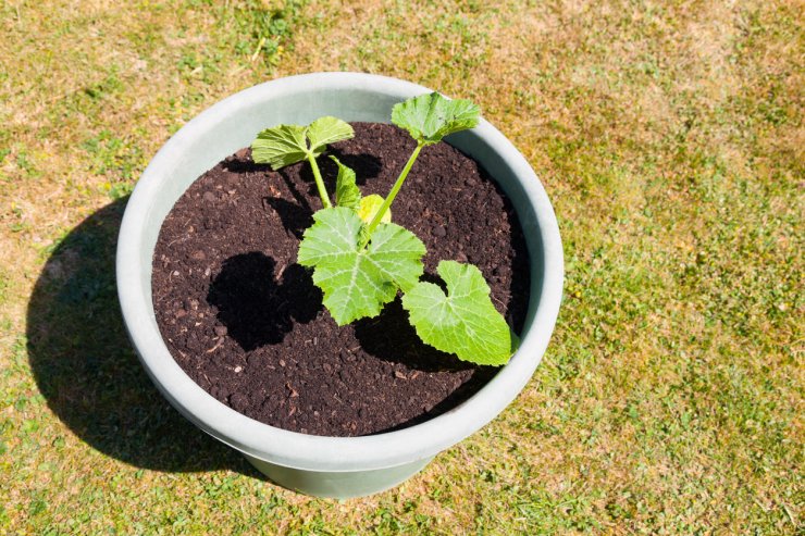 Young summer squash plant in large container.