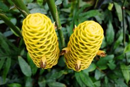 Beehive Ginger