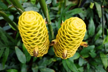 Beehive ginger