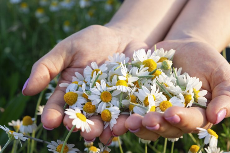 Freshly harvested chamomile blossoms.