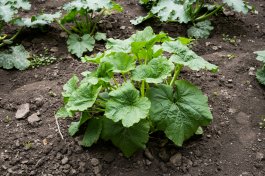 Growing Summer Squash in Open Land, in Containers, or in Raised Beds