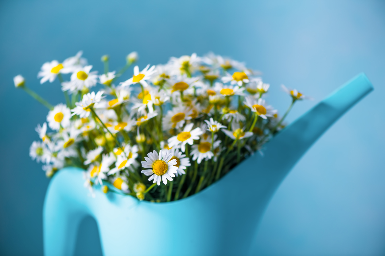 How—and When—to Water Your Chamomile Plants Food Gardening Network