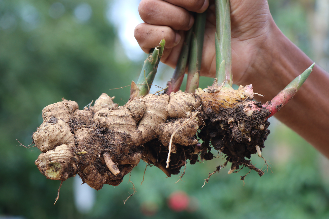 Classifications of Ginger Plants Food Gardening Network