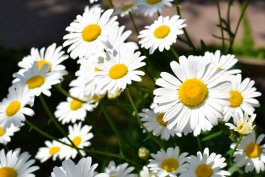 Roman Chamomile