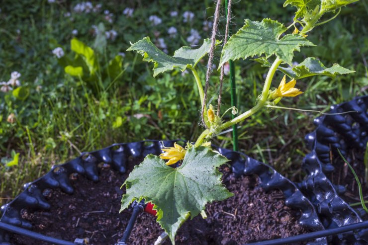 Blooming cucumber plant in pot.
