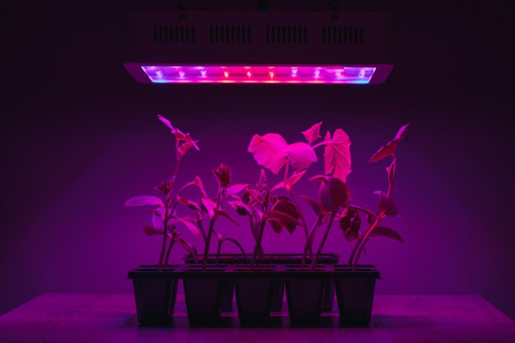 Cucumber sprouts under a grow lamp.