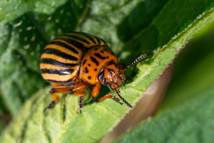 A Colorado Potato Beetle