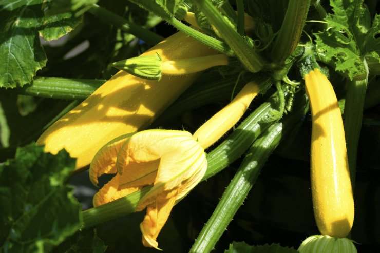 Summer squash growing in the sun.