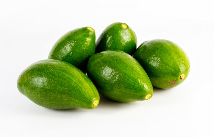 West Indies avocado variety.