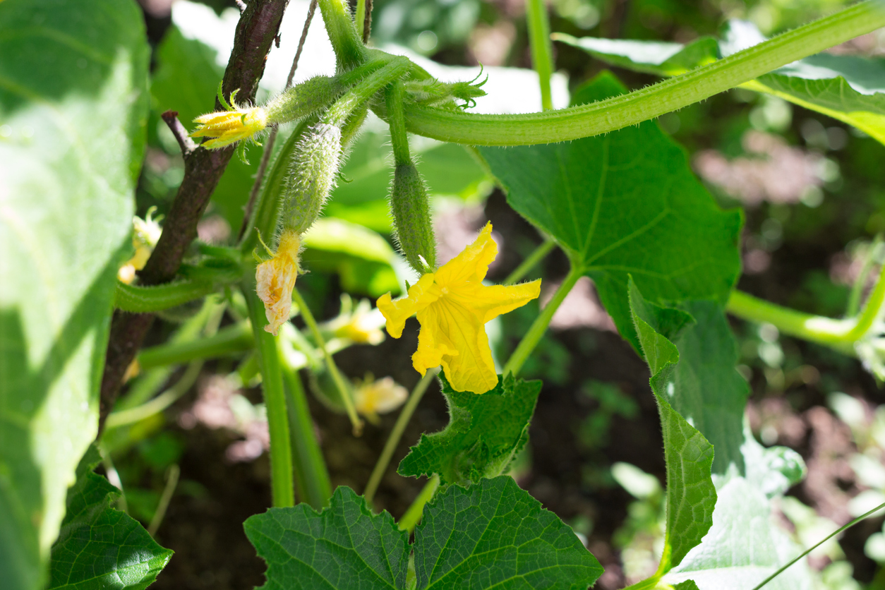 Soil and Sun Requirements for Growing Cucumbers Food Gardening Network