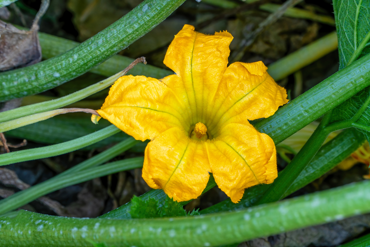 Nurturing and Harvesting your Squash Food Gardening Network