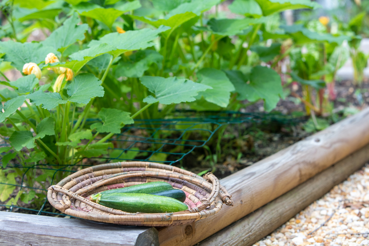 Sun and Soil Requirements for Growing Summer Squash Food Gardening Network