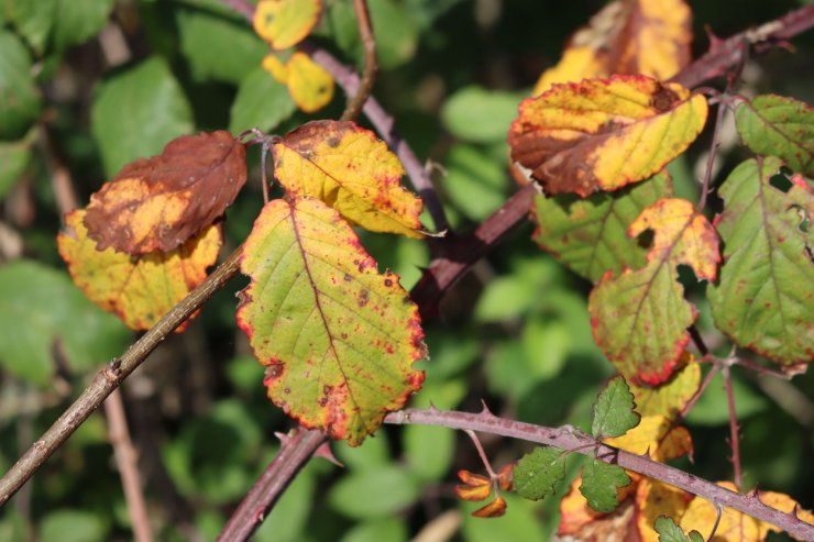 Blackberry leaves with signs of disease.