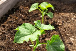 Soil and Sun Requirements for Growing Cucumbers
