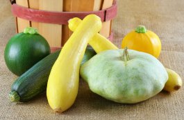 Introduction to Summer Squash