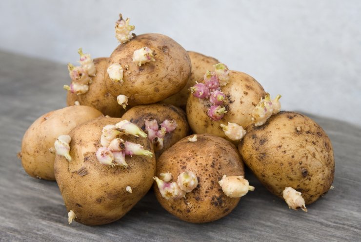 A group of seed potatoes.