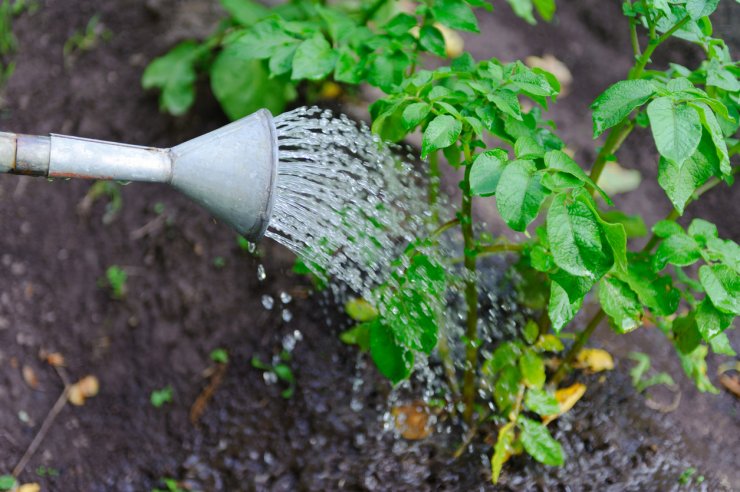Watering a potato plant.