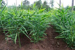 Types of Ginger Plants