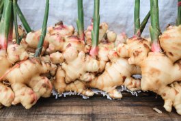 Introduction to Ginger