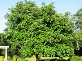 Choosing a Site for your Avocado Tree
