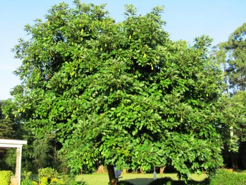 Large avocado tree.