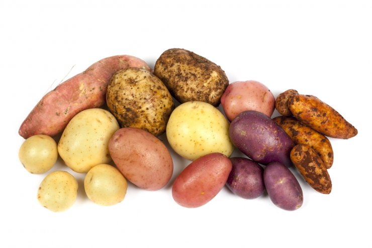 Potato and sweet potato varieties.