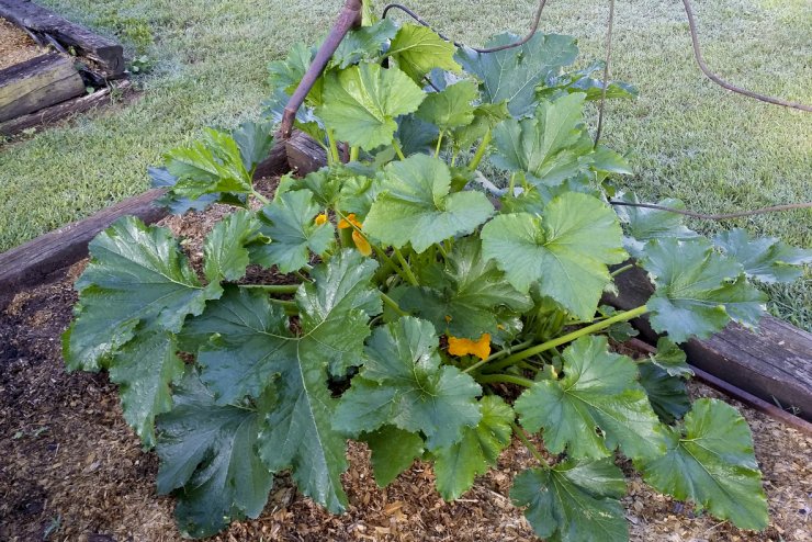 Zucchini plant in raised bed]